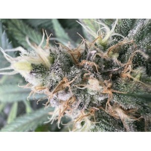 Critical Neville Haze 2.0. Photo 3 Critical Neville Haze 2.0. Photo 3